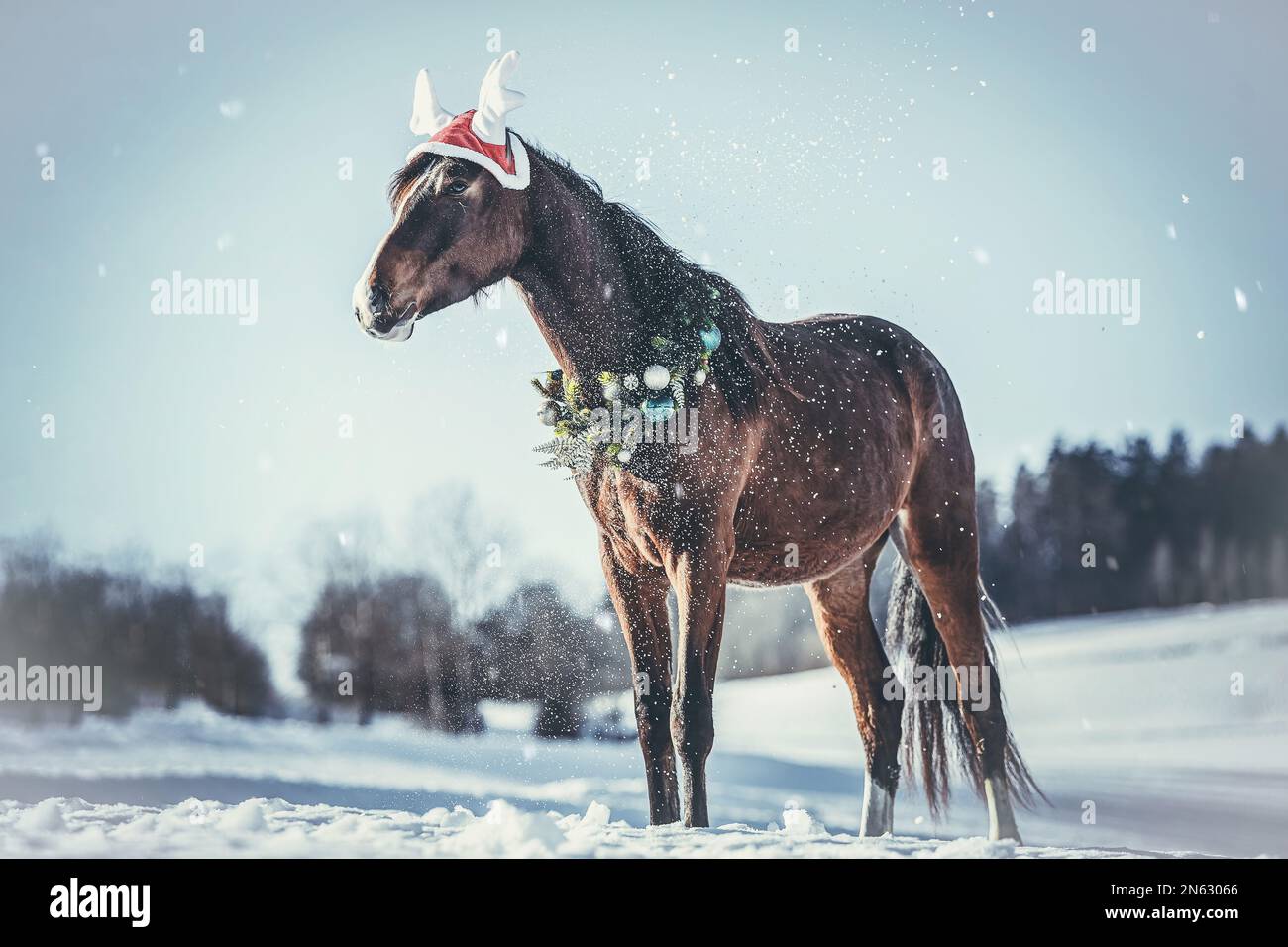 Portrait d'un cheval arabe x berbère brun de baie portant une couronne de noël et un chapeau de bois en face d'un paysage d'hiver rural enneigé en plein air Banque D'Images