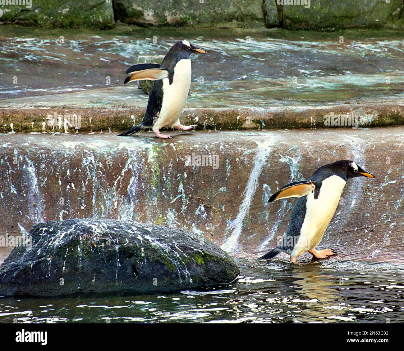 Pingouins Gentoo au zoo d'Édimbourg Banque D'Images
