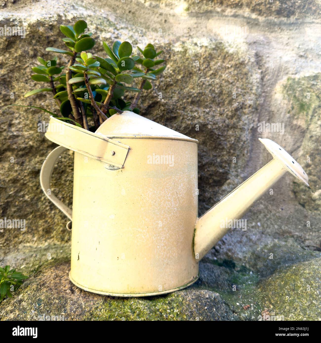 Arrosoir en métal avec plante verte. Banque D'Images