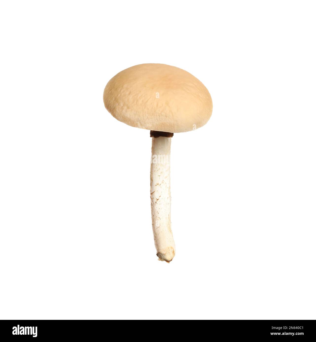 Champignons pioppini sauvages frais isolés sur blanc Banque D'Images