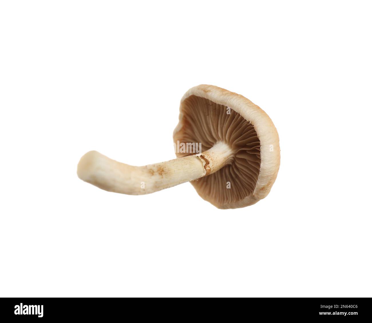 Champignons pioppini sauvages frais isolés sur blanc Banque D'Images