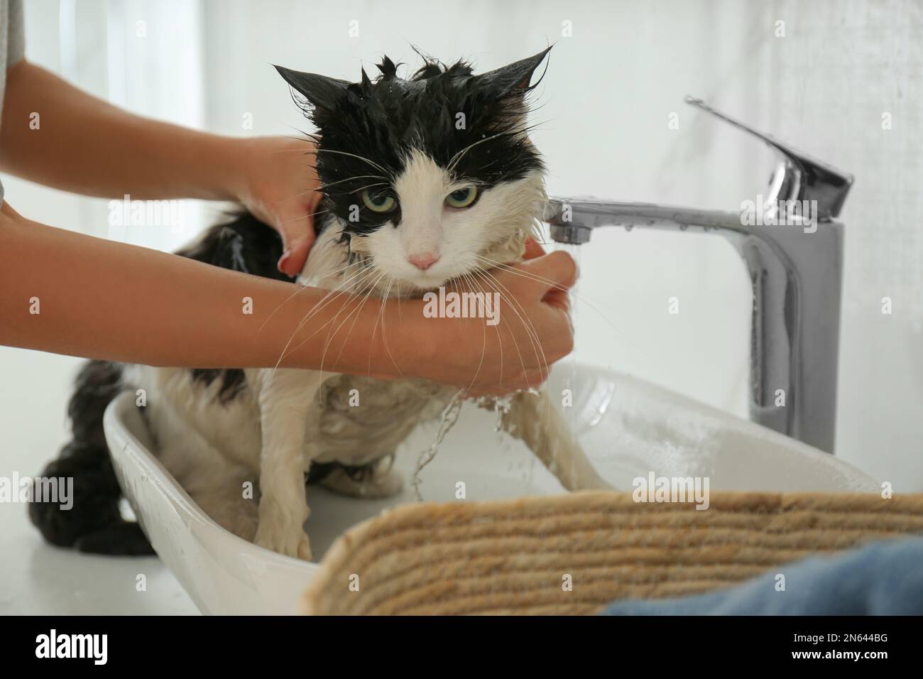 Femme lavant son chat dans la salle de bains, gros plan Banque D'Images