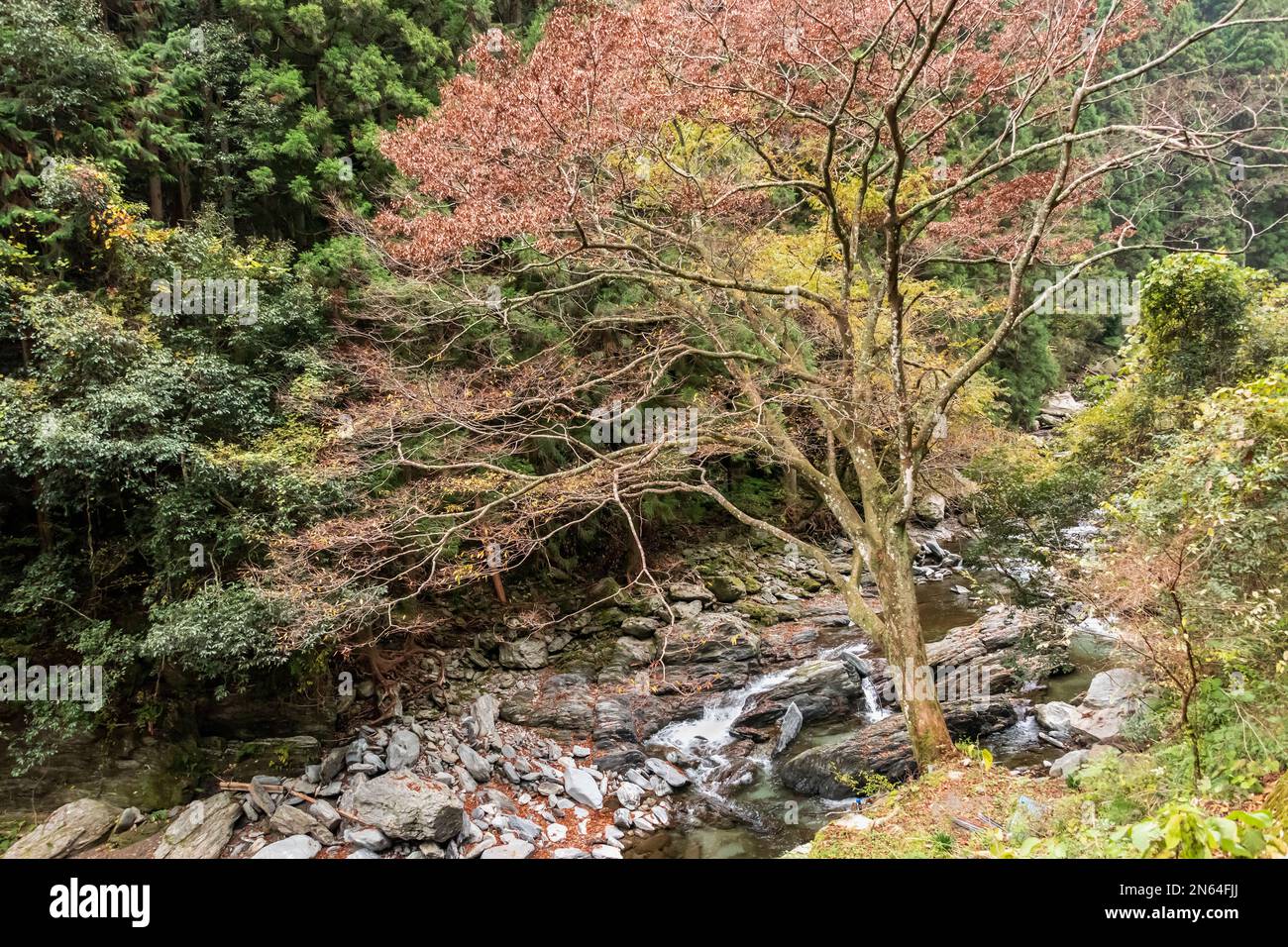 Rivière Fujikawadani dans le feuillage d'automne, île de Shikoku, Japon Banque D'Images