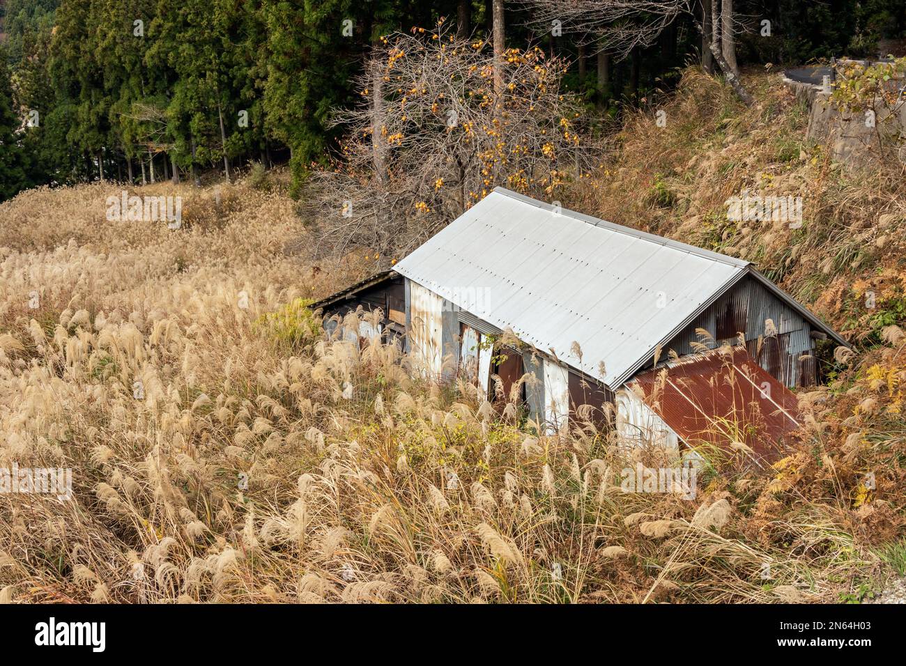 Ancien hangar avec persimmon et silvergrass, près de Nagaro, Iya Valley, Japon Banque D'Images