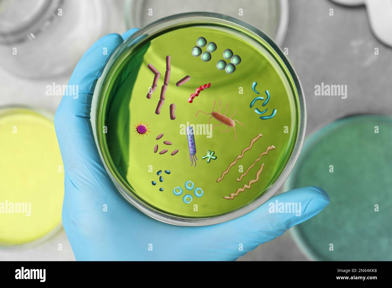 Scientifique tenant une boîte de Petri avec un échantillon de liquide vert et des microbes, vue de dessus. Analyse en laboratoire Banque D'Images