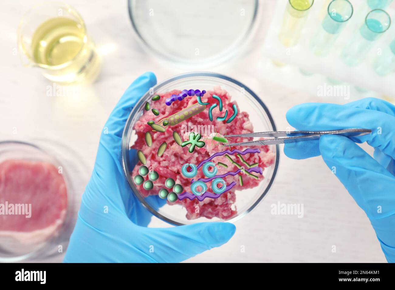 Scientifique tenant une boîte de Petri avec forcemeat et microbes sur la table, vue de dessus Banque D'Images