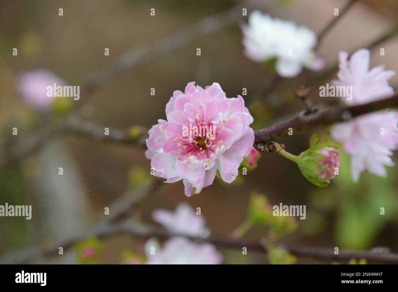 Fleur de pêche, le symbole de la nouvelle année lunaire vietnamienne Banque D'Images