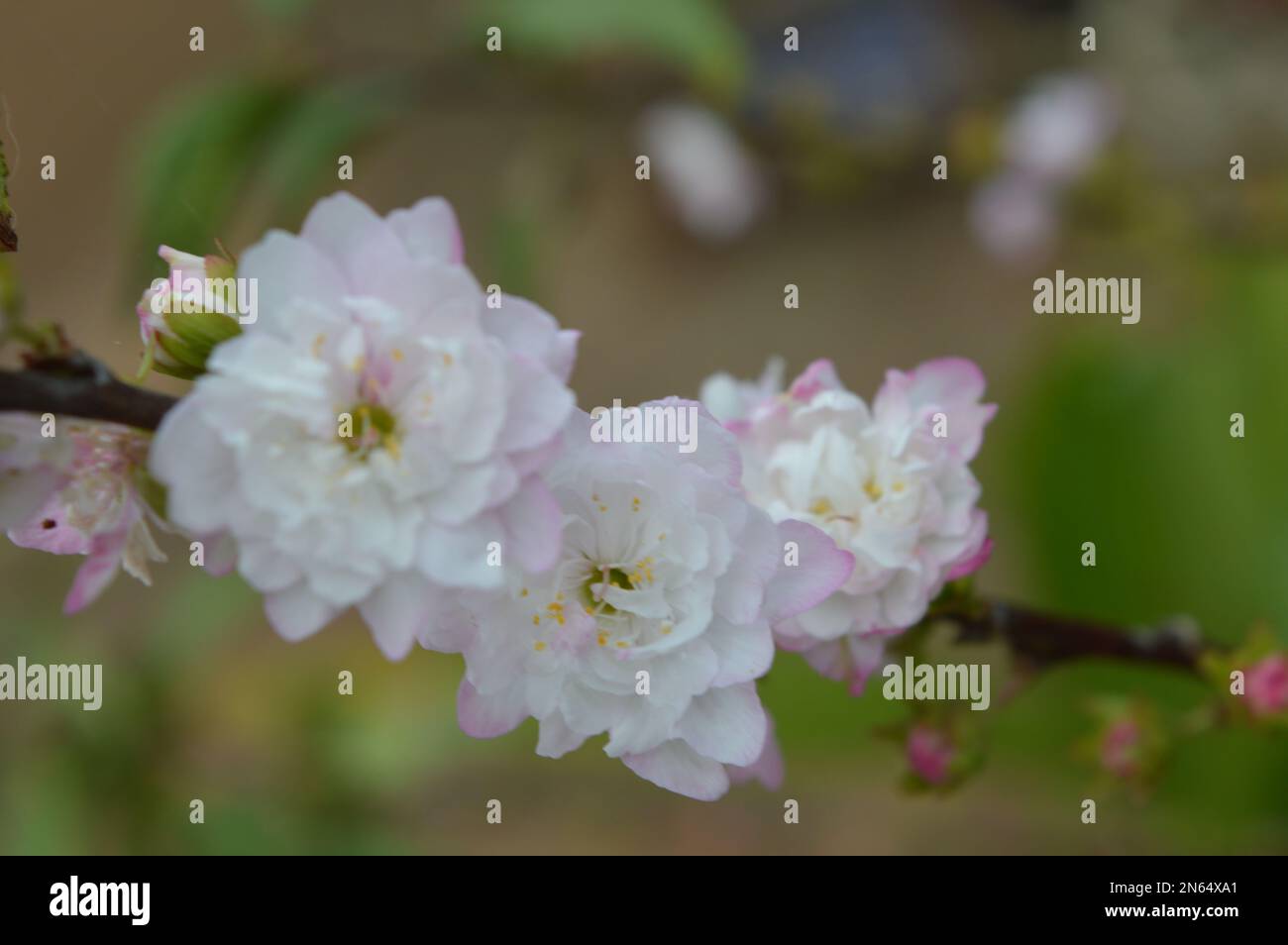 Fleur de pêche, le symbole de la nouvelle année lunaire vietnamienne Banque D'Images