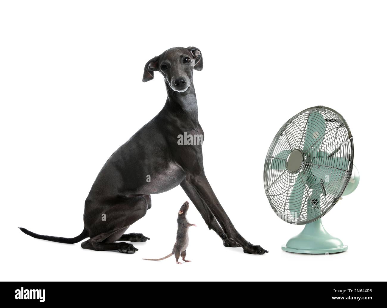 Joli chien et rat près du ventilateur sur fond blanc. Chaleur estivale Banque D'Images