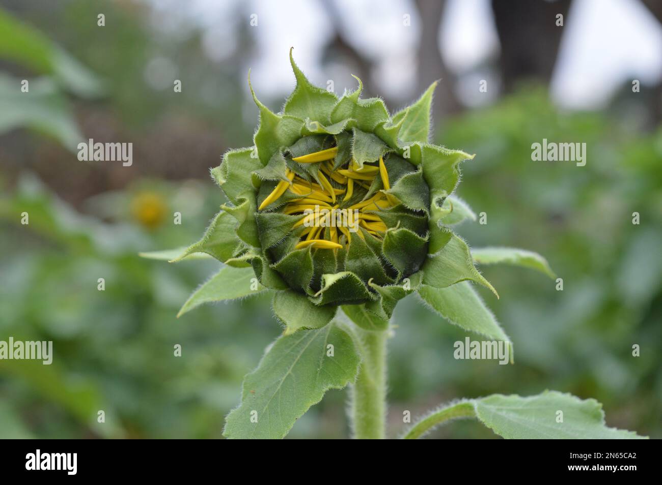 Close-up of sun flower Banque D'Images