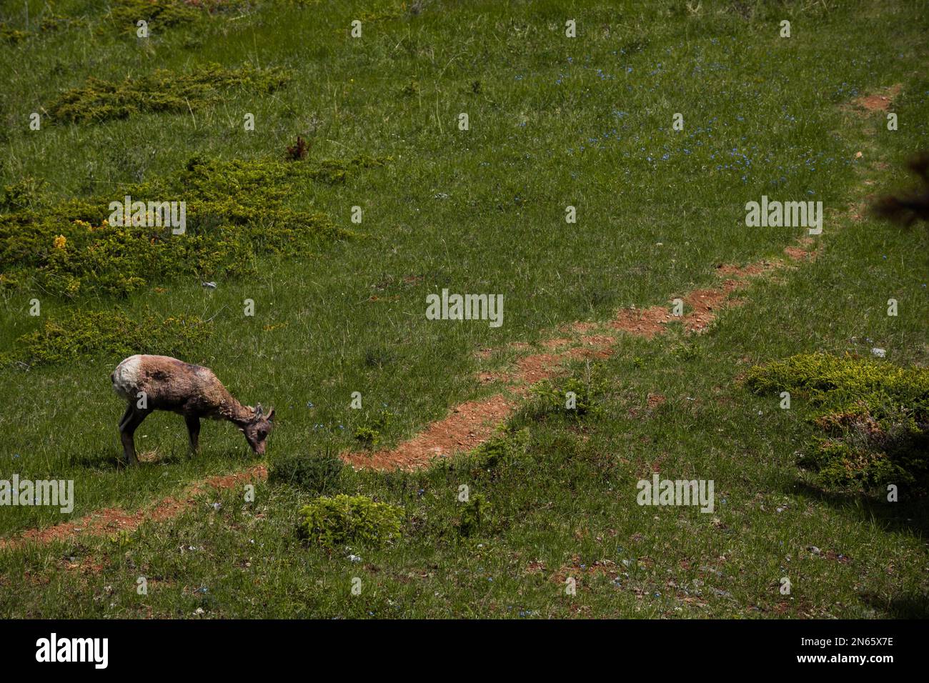 Des femelles de mouflons de Bighorn se broutent sur la prairie. Été, période de voyage, parc national Banff. Montagnes Rocheuses. Vie sauvage - mammifères, ongulés Banque D'Images