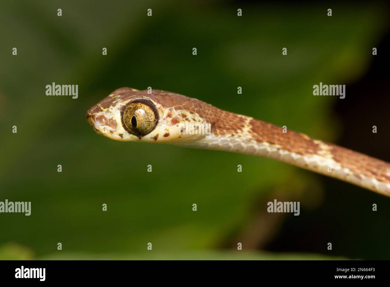 Serpent de vigne à tête plate (Imantodes cenchoa), Orellana, Équateur Banque D'Images