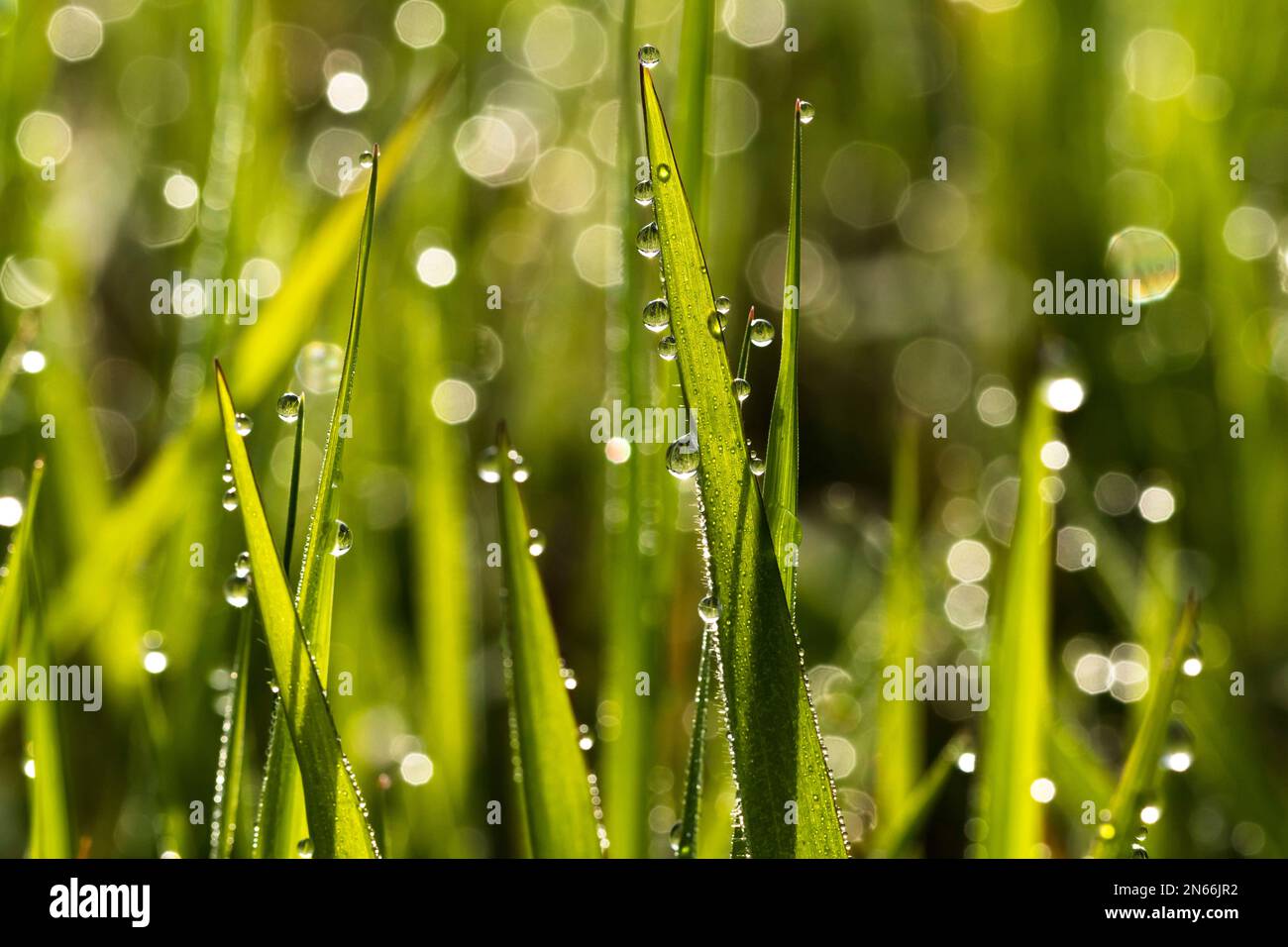 Rosée du matin, herbe, jardin, champ, ville de Yokote, Akita, Tohoku, Japon, Asie de l'est, Asie Banque D'Images