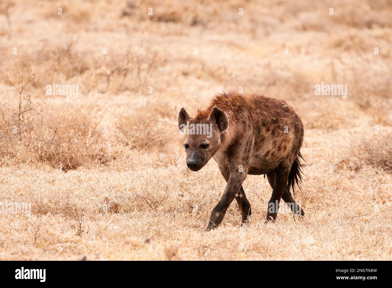 Hyena, Parc national du Serengeti Tanzanie Banque D'Images