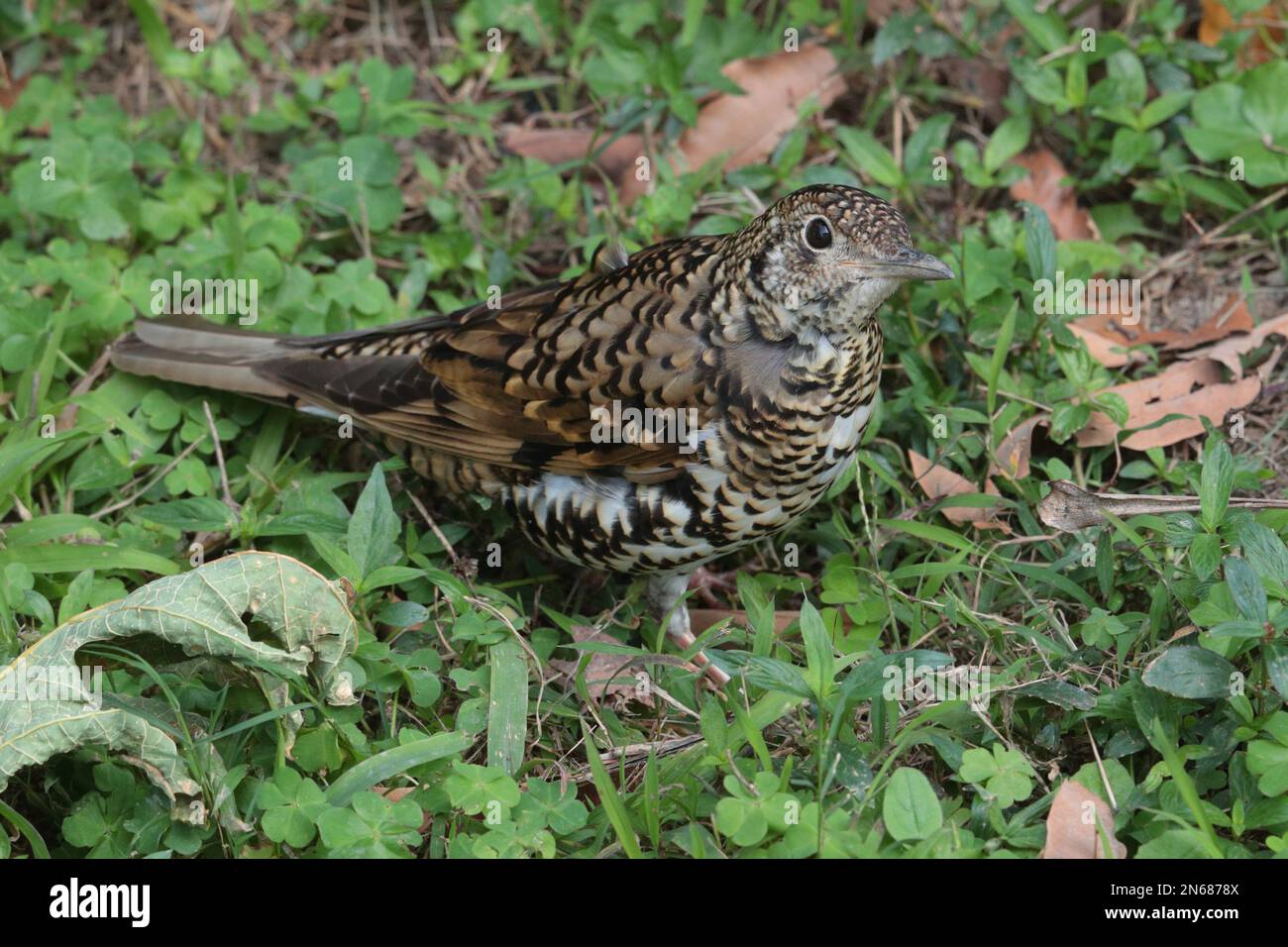 La Grive blanche (Zoothera dauma), alimentation parmi les mauvaises herbes, nouveaux territoires, Hong Kong 27 janv. 2023 Banque D'Images