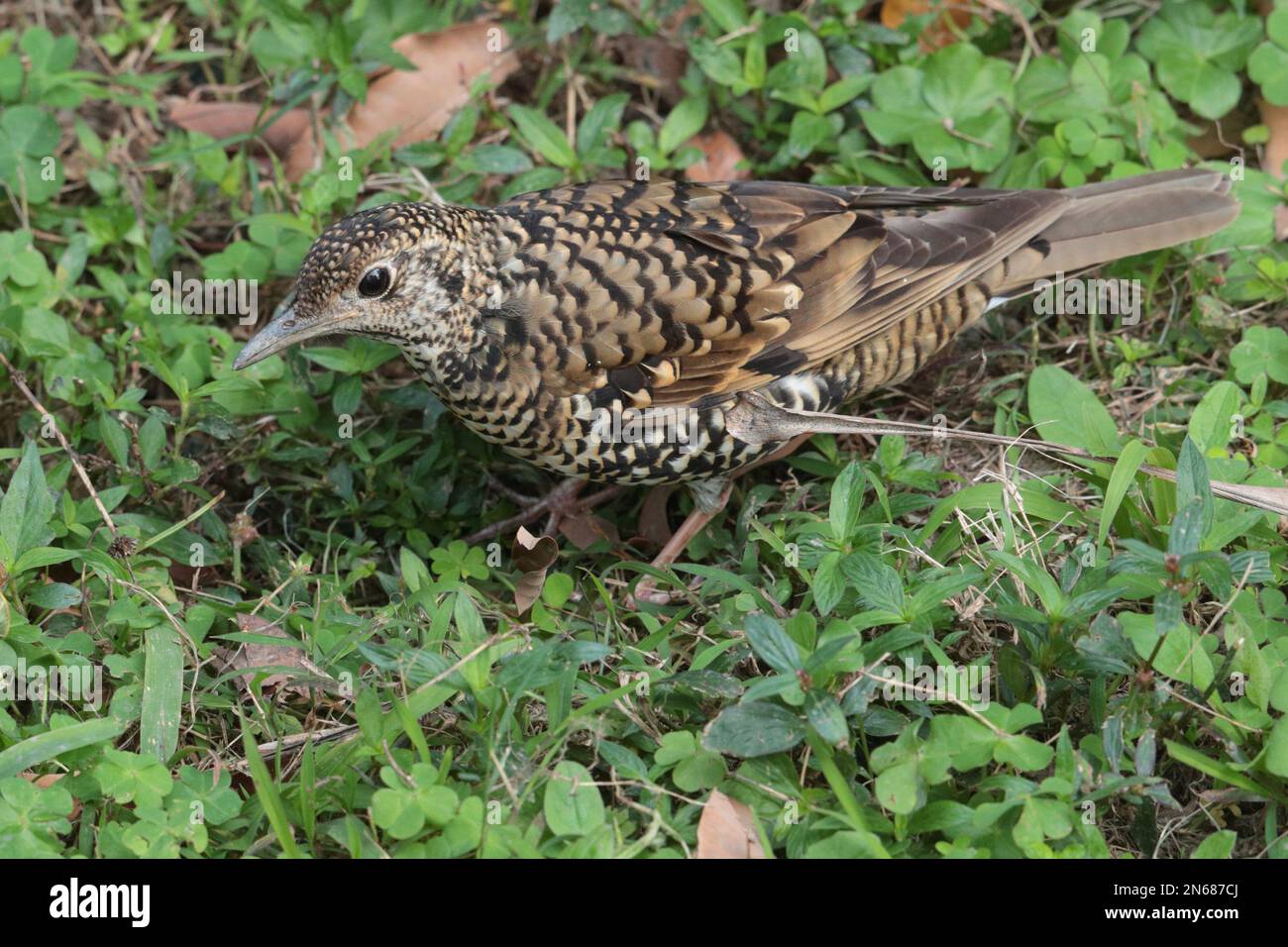 La Grive blanche (Zoothera dauma), alimentation parmi les mauvaises herbes, nouveaux territoires, Hong Kong 27 janv. 2023 Banque D'Images