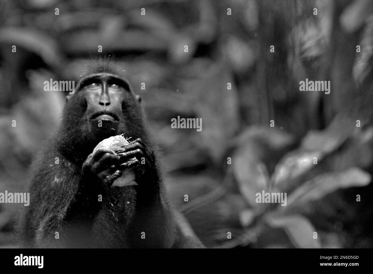 Un macaque Sulawesi à crête noire (Macaca nigra) tient un fruit pendant qu'il regarde en s'asseyant sur le sol de la forêt dans la réserve naturelle de Tangkoko, au nord de Sulawesi, en Indonésie. Le primate endémique de Sulawesi mange plus de fruits dans la saison des pluies que dans la saison sèche, Mais « les changements liés aux saisons affecteront indirectement la possibilité que Macaca nigra soit infecté par des endoparasites », a écrit une équipe de scientifiques dirigée par Sitti Aisyah May Wulandari (Programme de Biosciences animales, Département de biologie, Faculté de mathématiques et des sciences naturelles, Université IPB, Bogor, Indonésie) dans leur article de 2022 Banque D'Images Un macaque Sulawesi à crête noire (Macaca nigra) tient un fruit pendant qu'il regarde en s'asseyant sur le sol de la forêt dans la réserve naturelle de Tangkoko, au nord de Sulawesi, en Indonésie. Le primate endémique de Sulawesi mange plus de fruits dans la saison des pluies que dans la saison sèche, Mais « les changements liés aux saisons affecteront indirectement la possibilité que Macaca nigra soit infecté par des endoparasites », a écrit une équipe de scientifiques dirigée par Sitti Aisyah May Wulandari (Programme de Biosciences animales, Département de biologie, Faculté de mathématiques et des sciences naturelles, Université IPB, Bogor, Indonésie) dans leur article de 2022 Banque D'Images