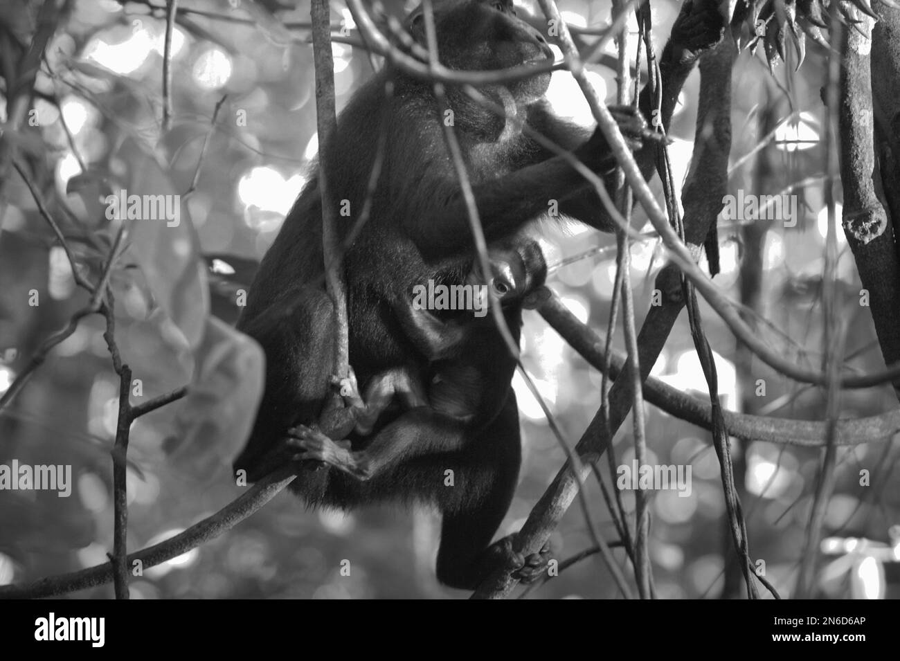 Une femelle adulte de macaque à craché noir de Sulawesi (Macaca nigra) porte un nourrisson car elle s'occupe de cueillir des fruits de liana dans la réserve naturelle de Tangkoko, dans le nord de Sulawesi, en Indonésie. Depuis au moins 1997, les scientifiques examinent les impacts possibles du changement climatique sur les primates du monde, avec des résultats qu'il modifie de façon ostensio-active leurs comportements, activités, cycles de reproduction et disponibilité alimentaire. En moyenne, les groupes de macaques noirs à crête de Sulawesi passent 59 % de leur temps à se déplacer et à « chercher et consommer de la nourriture ». Banque D'Images