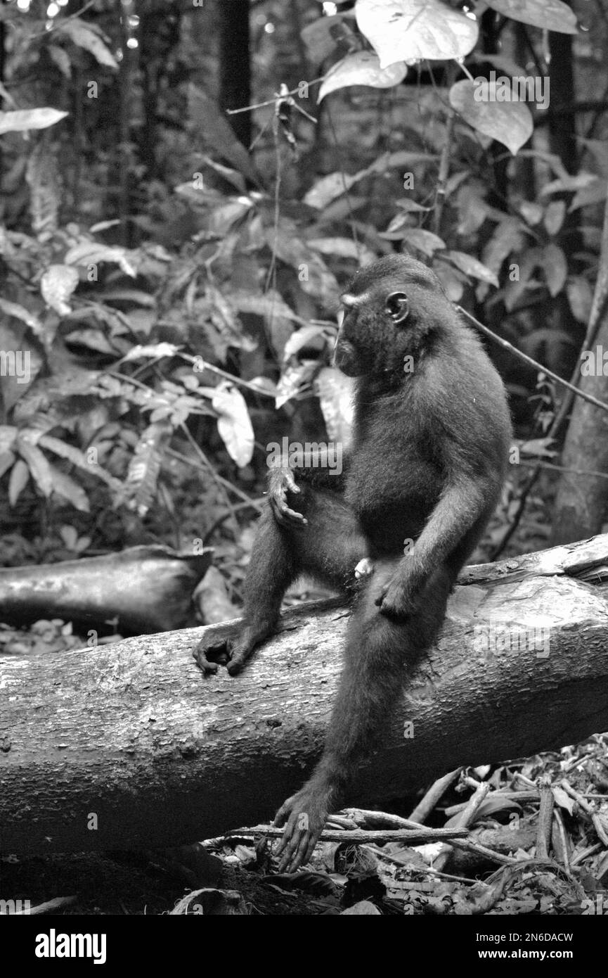 Portrait latéral d'un macaque Sulawesi à crête noire (Macaca nigra) dans la réserve naturelle de Tangkoko, au nord de Sulawesi, en Indonésie. Les effets du changement climatique sur les espèces endémiques peuvent être observés sur les changements de comportement et de disponibilité alimentaire, qui influent sur leur taux de survie. « Comme les humains, les primates surchauffent et se déshydratent par une activité physique continue par temps extrêmement chaud », selon un scientifique, Brogan M. Stewart, dans son rapport publié en 2021 sur la conversation. Banque D'Images