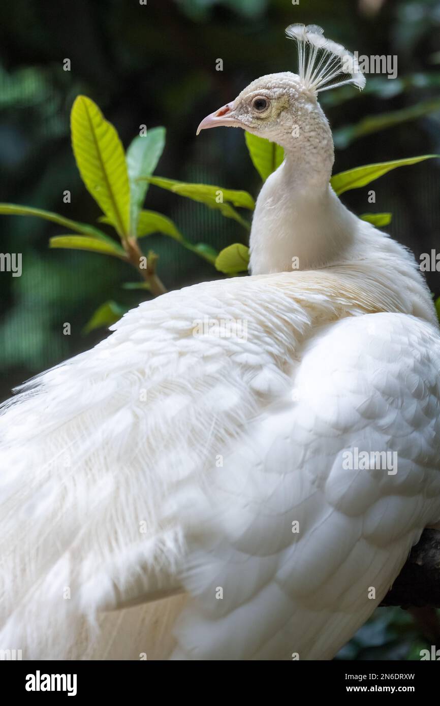 Magnifique paon indien blanc (Pavo cristatus) au zoo d'Atlanta, en Géorgie. (ÉTATS-UNIS) Banque D'Images