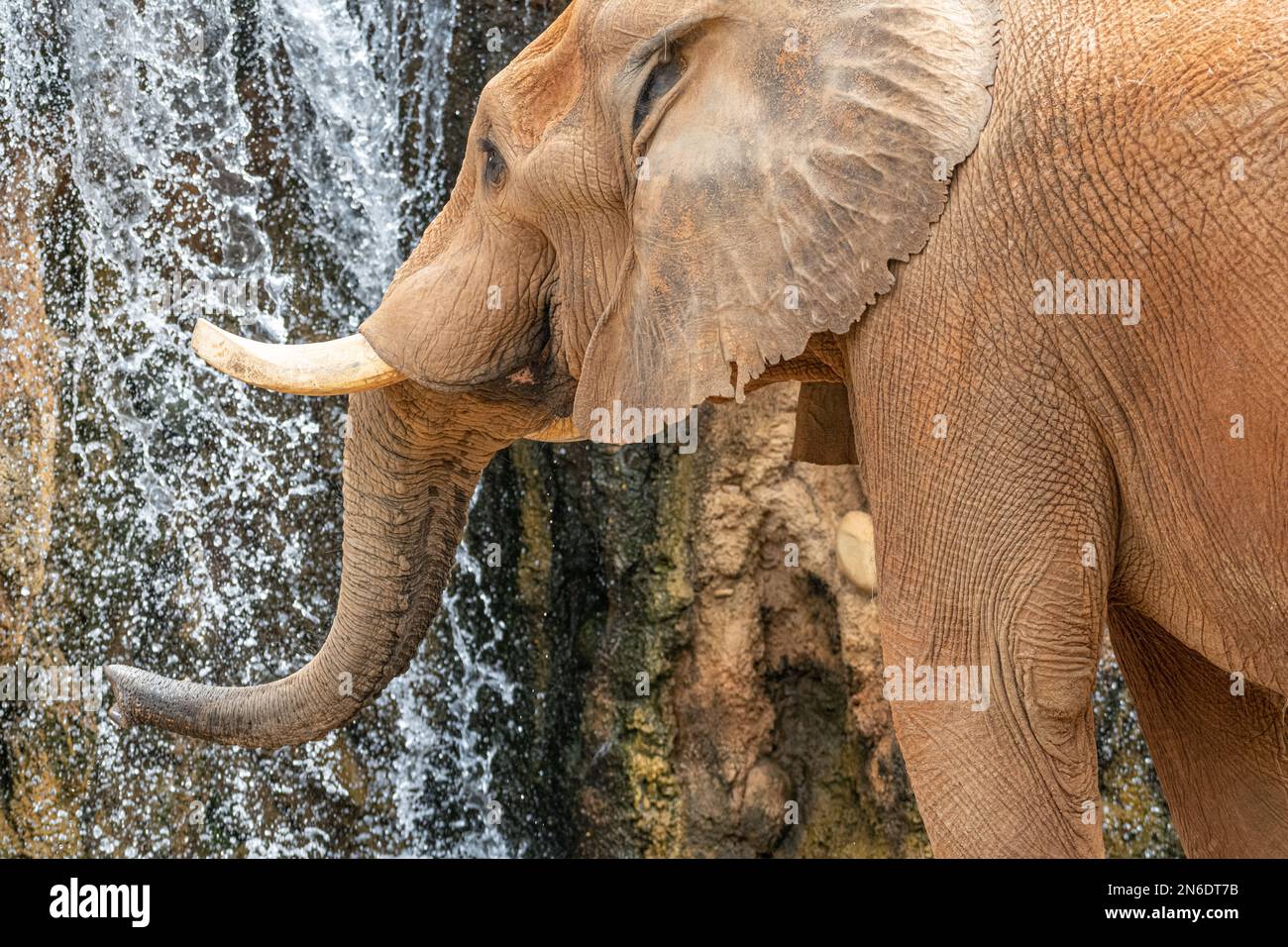 Éléphant d'Afrique (Loxodonta africana) à côté d'une chute d'eau dans l'habitat de la savane africaine au zoo d'Atlanta, en Géorgie. (ÉTATS-UNIS) Banque D'Images