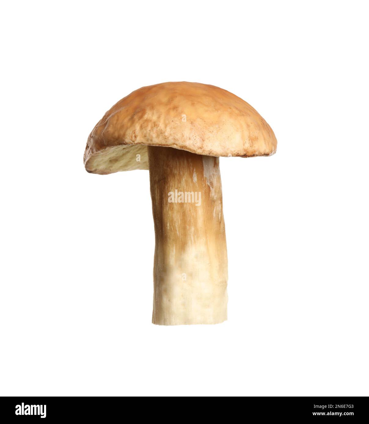 Champignon de jack frais et glissant isolé sur blanc Banque D'Images