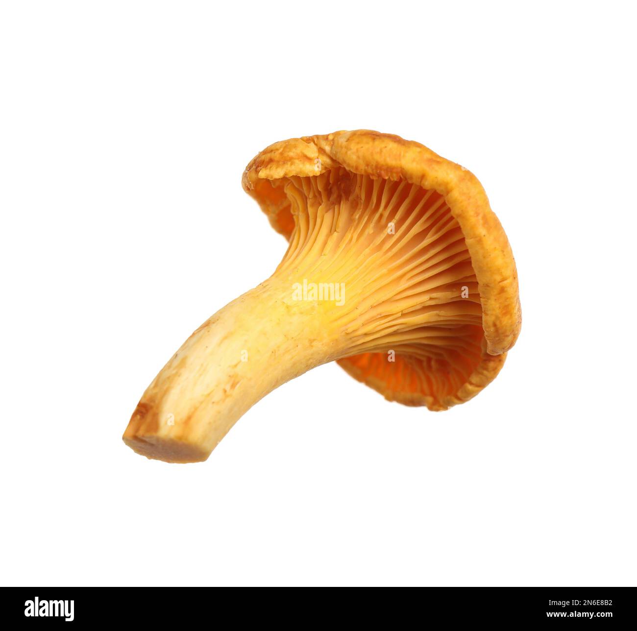 Champignon chanterelle sauvage frais isolé sur blanc Banque D'Images