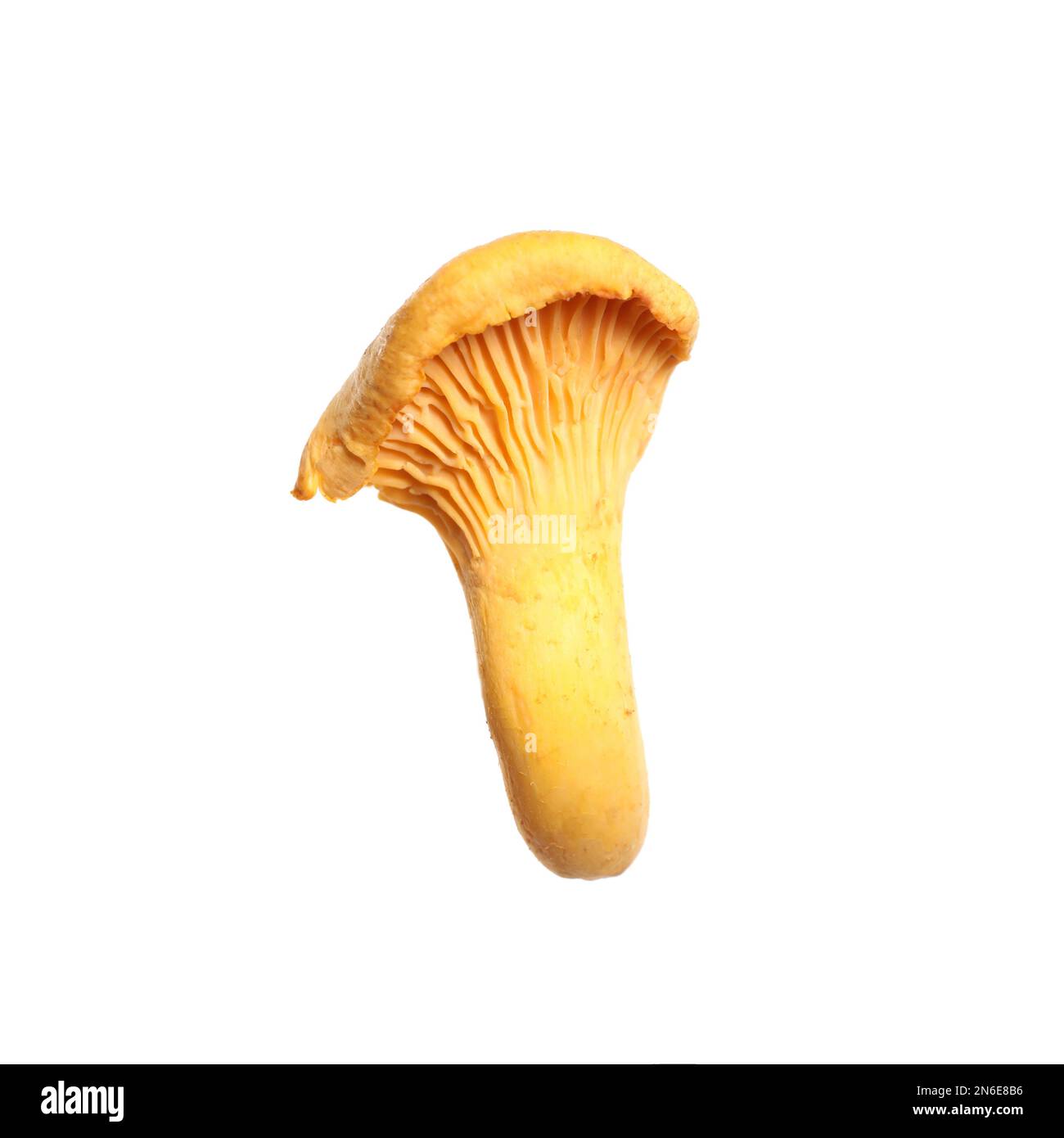 Champignon chanterelle sauvage frais isolé sur blanc Banque D'Images