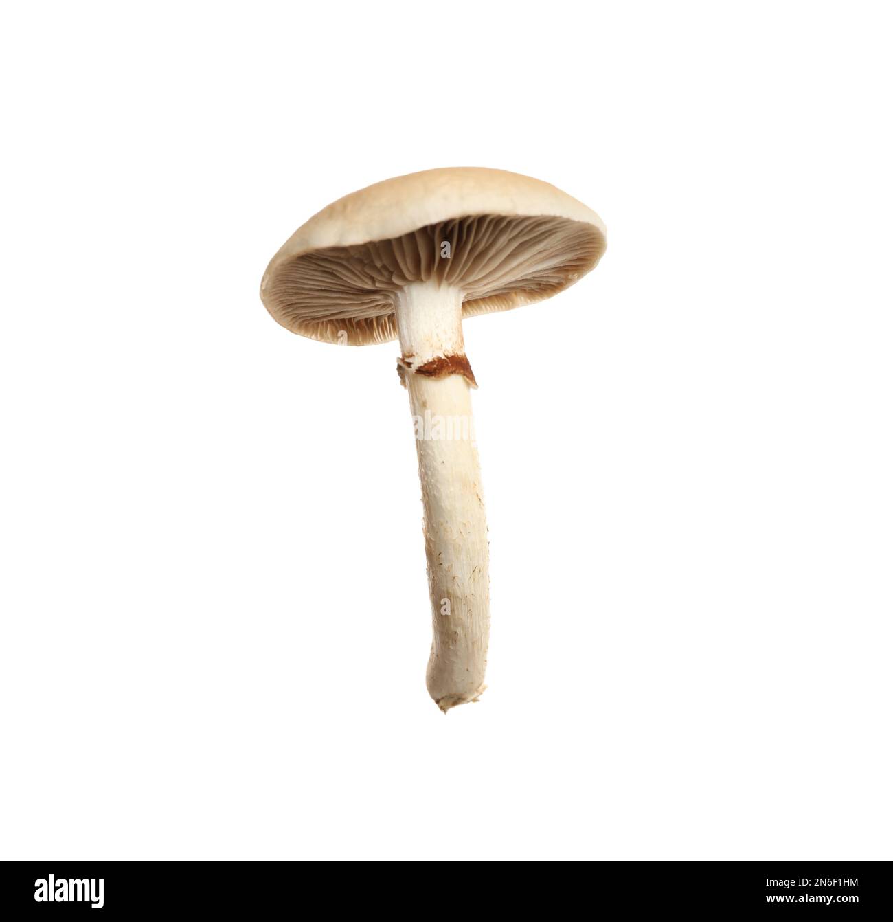 Champignons pioppini sauvages frais isolés sur blanc Banque D'Images