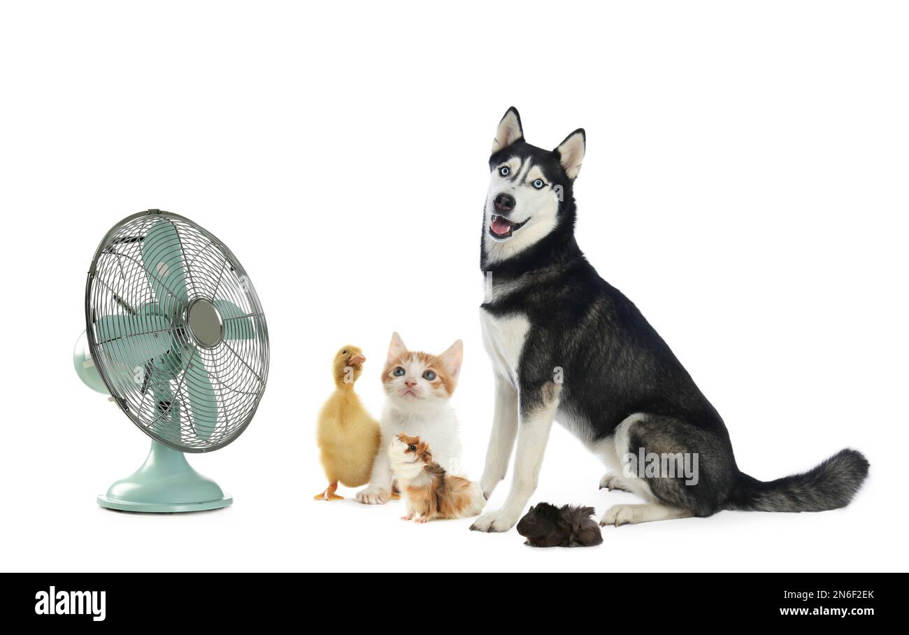 Chien mignon, chaton, cobayes et caneton près du ventilateur sur fond blanc. Chaleur estivale Banque D'Images