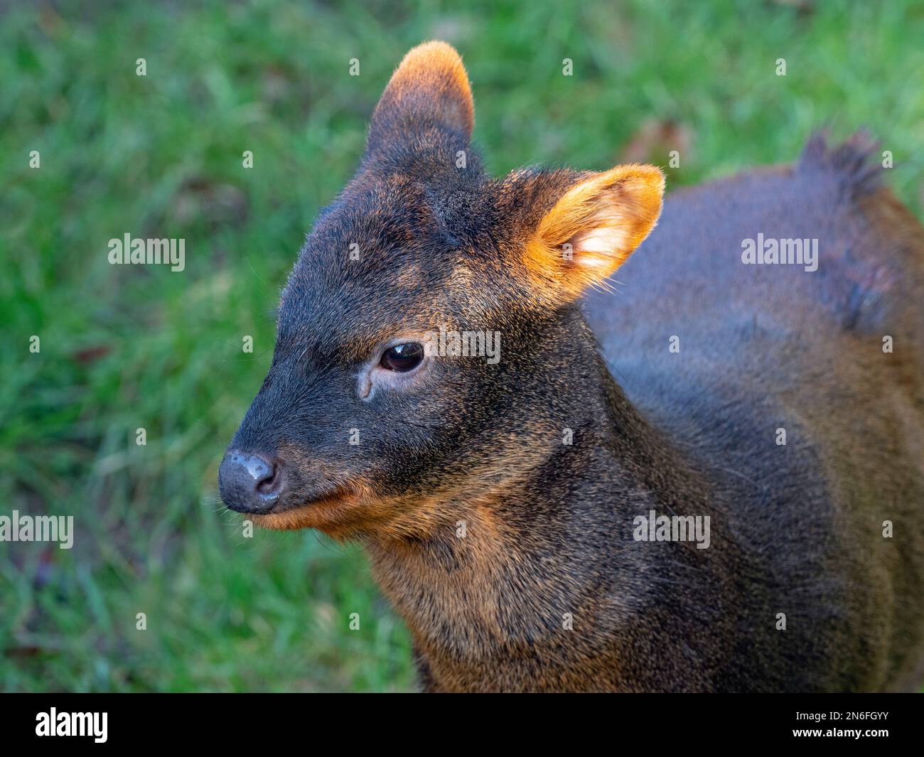 pudu sud Pudu puda pâturage Banque D'Images