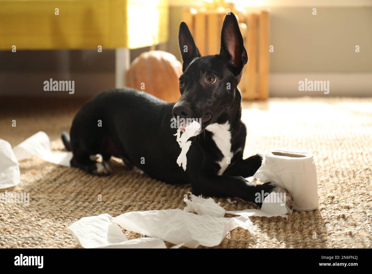 Joli chien noir avec papier toilette sur le sol à l'intérieur. Fête d'Halloween Banque D'Images