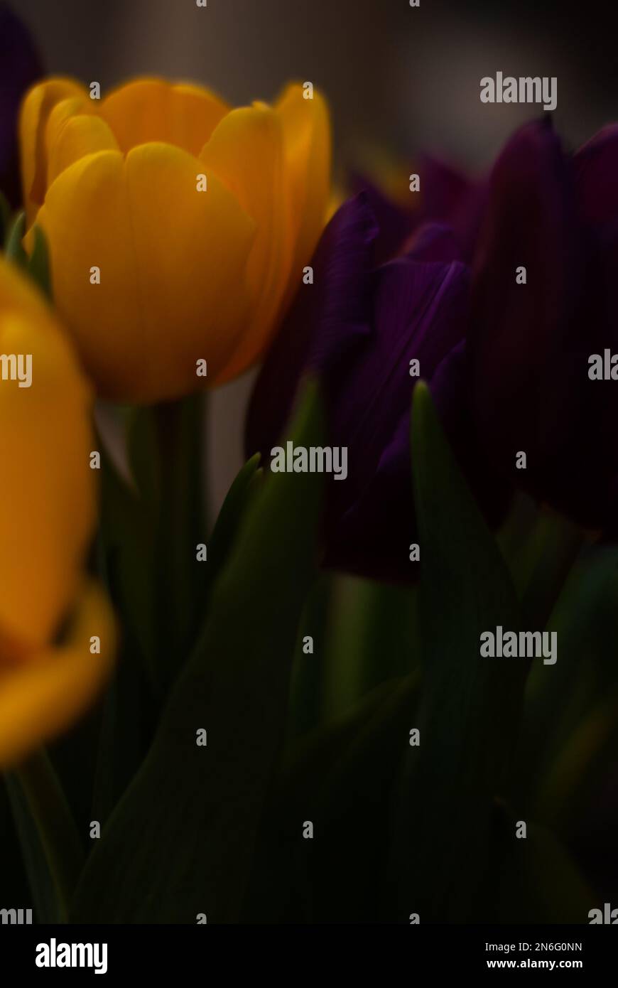 Bouquet de tulipes jaunes et violettes dans le jardin Banque D'Images