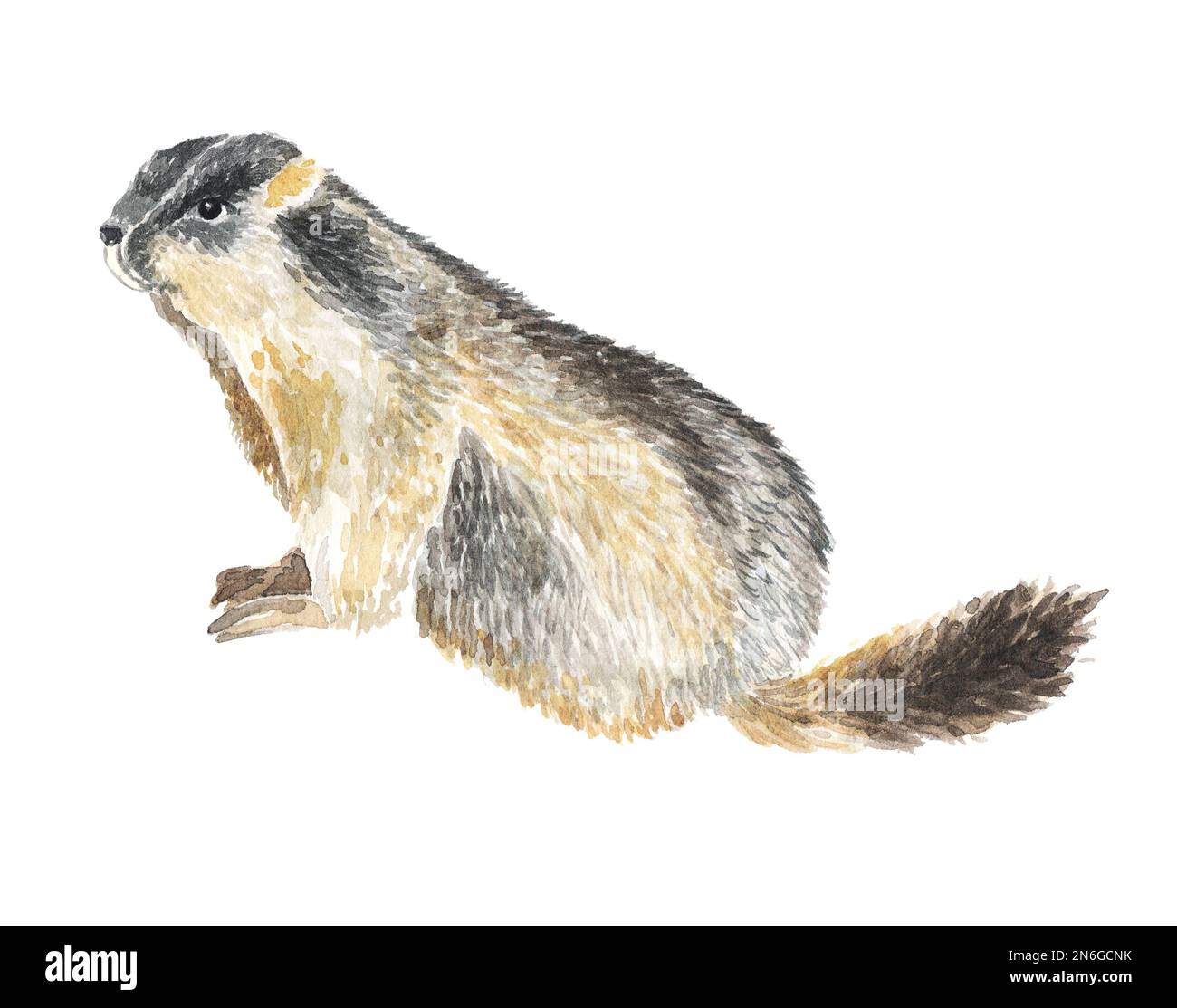 aquarelle de la marmotte peinture à la main illustration animal sur fond blanc isolé réaliste botanique Banque D'Images