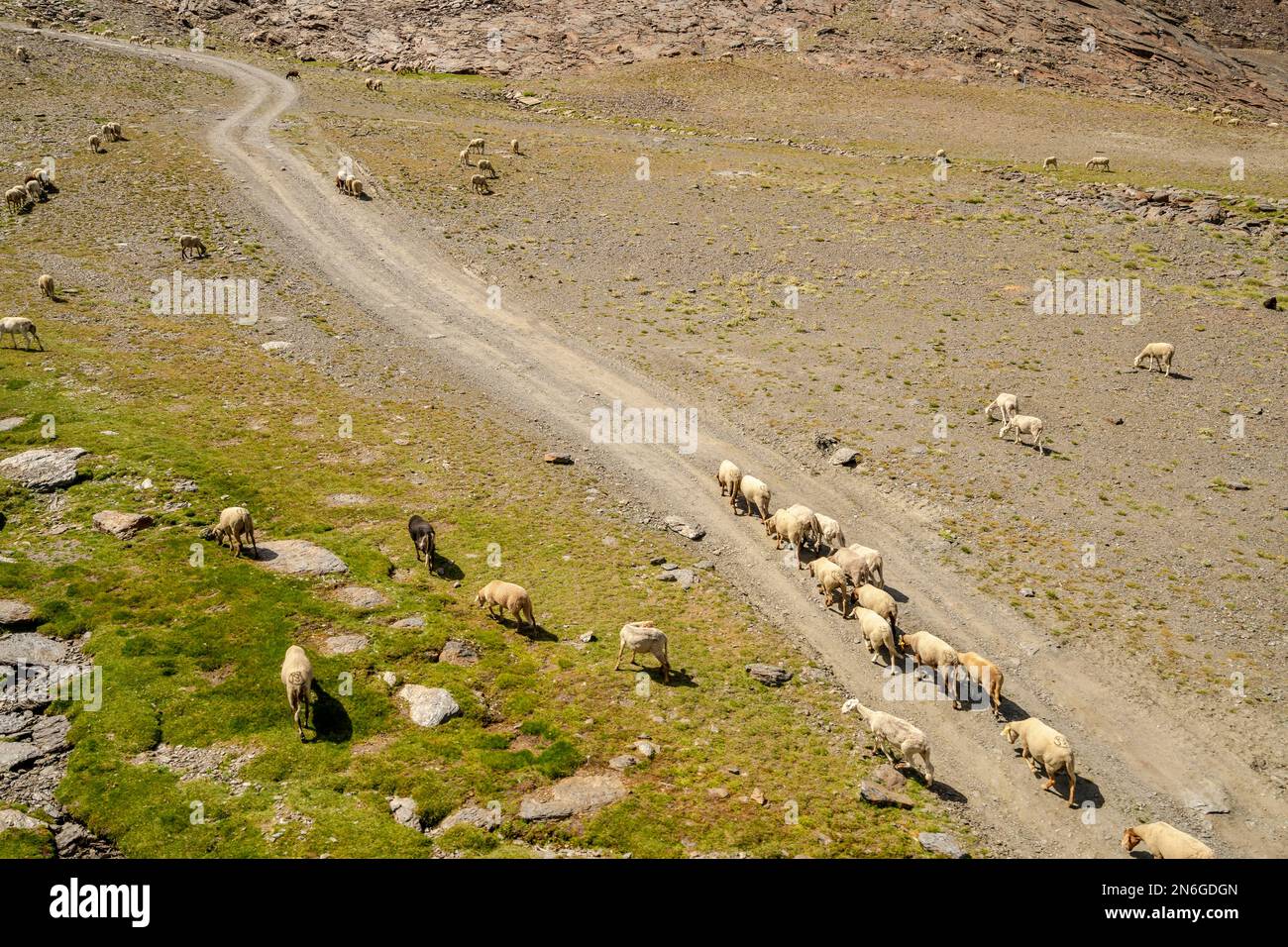Un troupeau de moutons et de chèvres paître sur la pente des montagnes de la Sierra Nevada, Andalousie, Espagne Banque D'Images