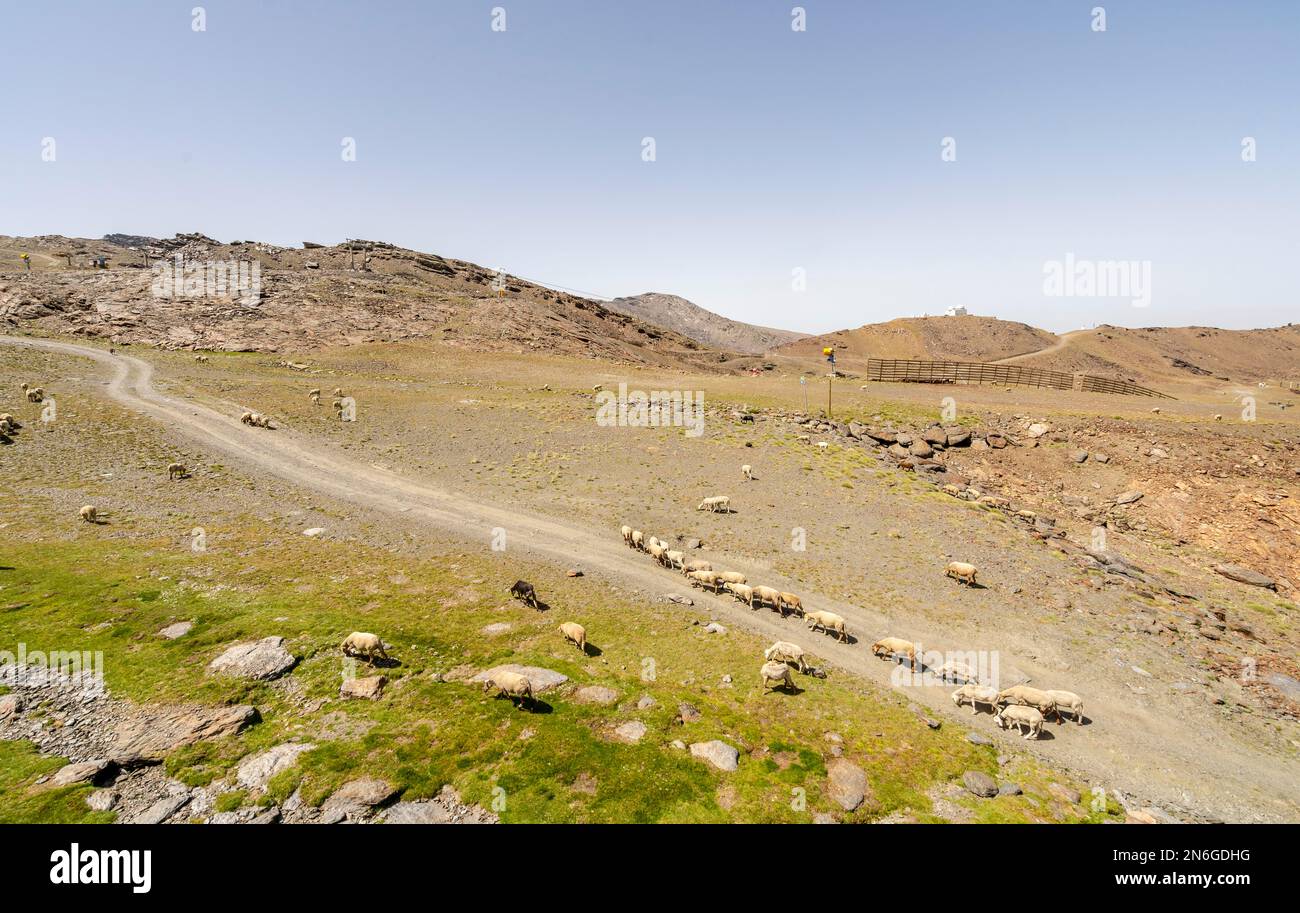 Un troupeau de moutons et de chèvres paître sur la pente des montagnes de la Sierra Nevada, Andalousie, Espagne Banque D'Images