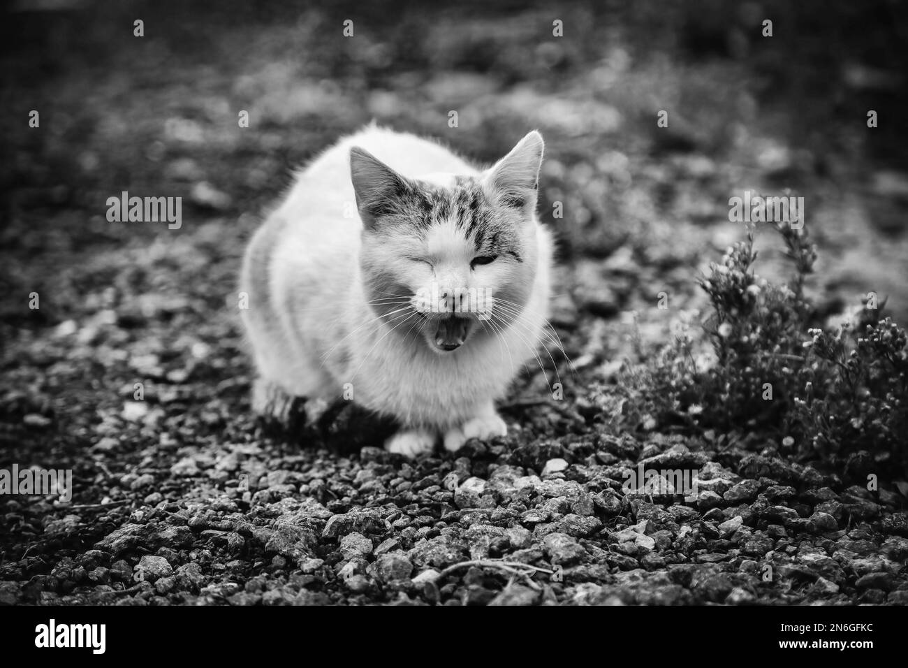 Détail de l'animal domestique abandonné et seul dans la rue, faim et abus Banque D'Images