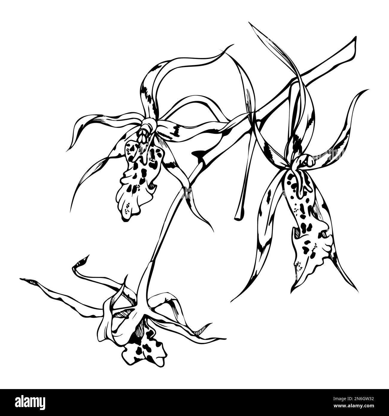 Fleurs et branches d'orchidées à encre vectorielle dessinées à la main, monochrome, contour détaillé. Composition de couronne circulaire. Isolé sur fond blanc. Conception pour Illustration de Vecteur