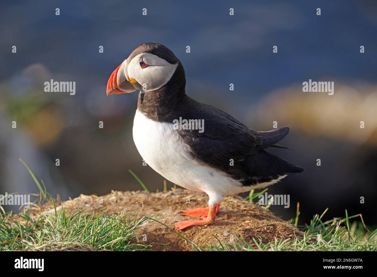 Puffin, Borgarfjoerdur eystri, Islande Banque D'Images