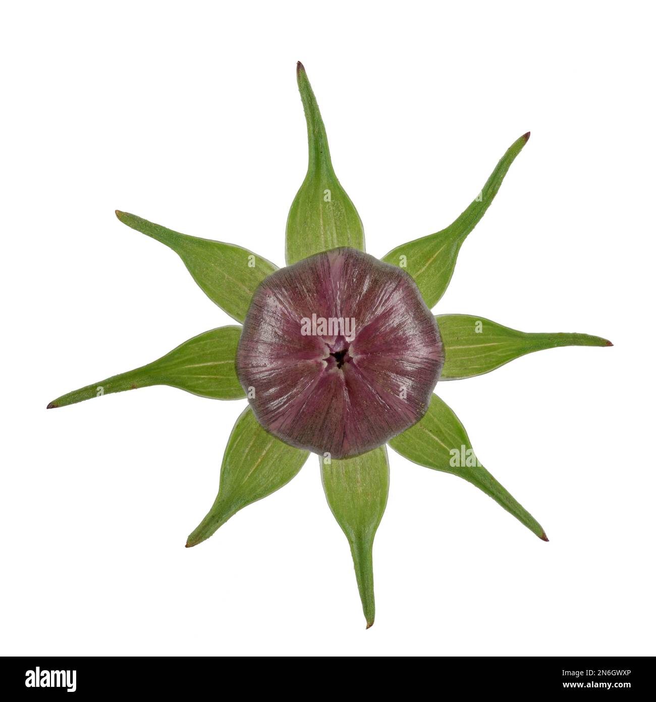 Aster mexicain (Cosmos bipinnatus), sépales, bourgeon, Amérique centrale, Allemagne Banque D'Images