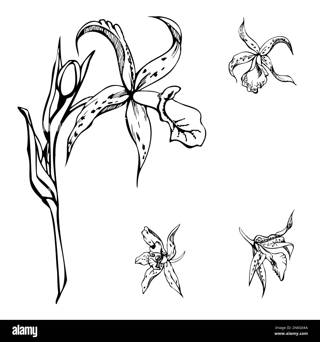 Fleurs, tiges, feuilles, monochrome, contour détaillé d'orchidées à encre vectorielle dessinées à la main. Composition avec branches. Isolé sur fond blanc. Conception pour Illustration de Vecteur