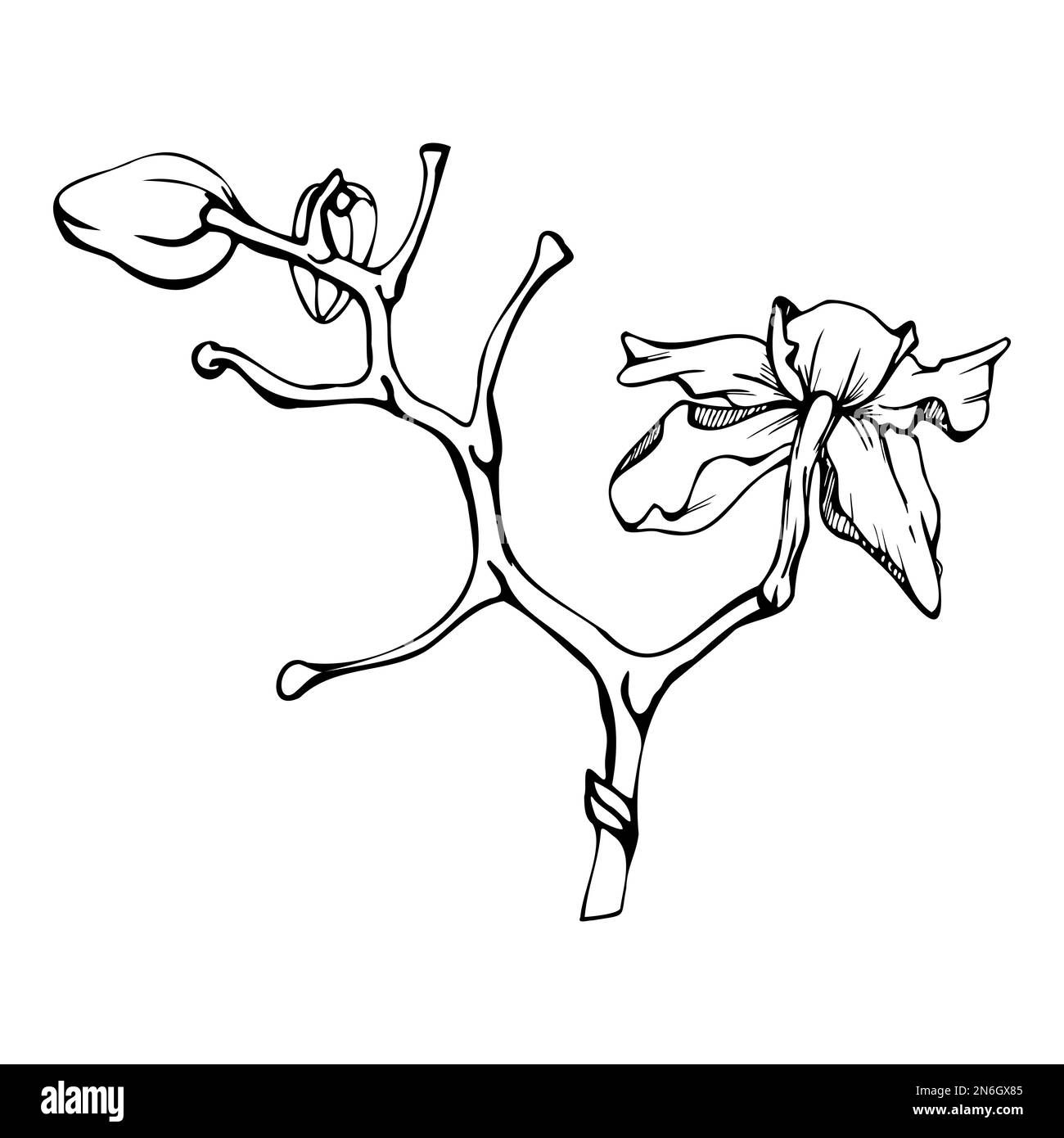 Fleurs, tiges, feuilles, monochrome, contour détaillé d'orchidées à encre vectorielle dessinées à la main. Composition avec branches. Isolé sur fond blanc. Conception pour Illustration de Vecteur