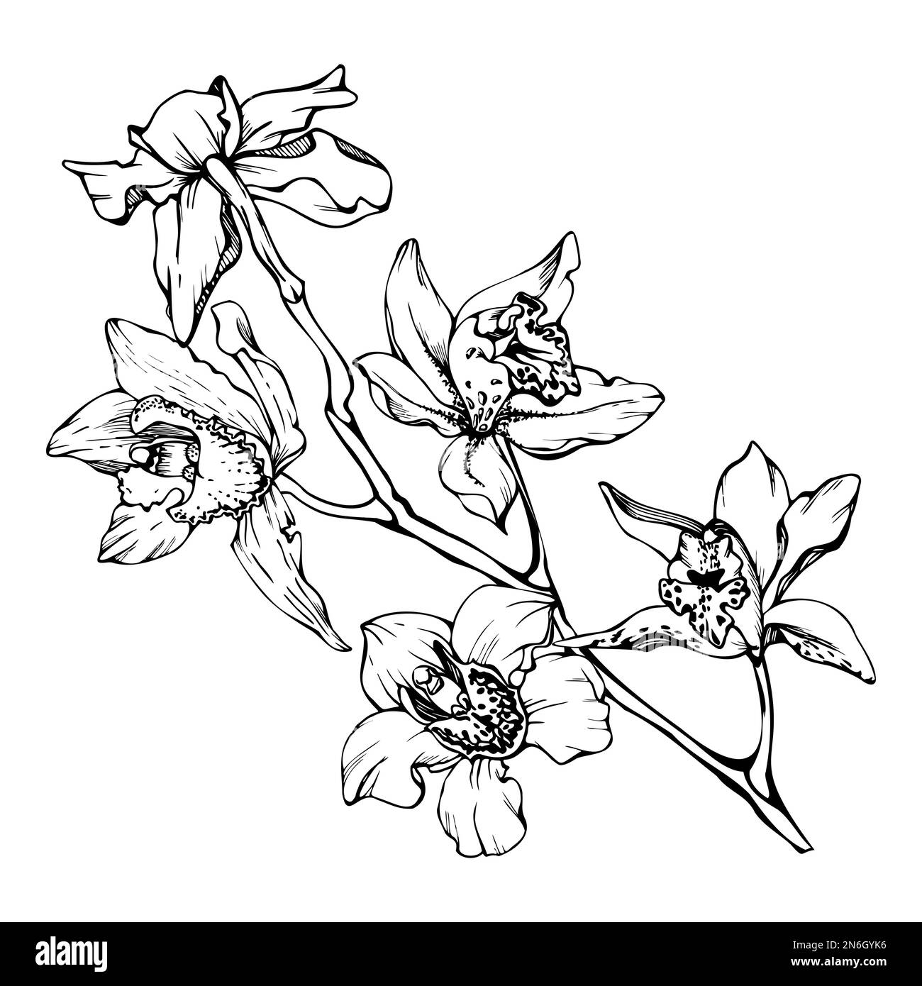 Fleurs et branches d'orchidées à encre vectorielle dessinées à la main, monochrome, contour détaillé. Composition de couronne circulaire. Isolé sur fond blanc. Conception pour Illustration de Vecteur