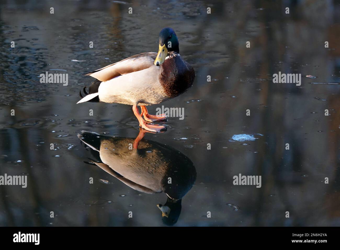 Un canard se tient sur la glace en hiver dans un parc de la ville avec un miroir réfléchissant dans l'eau, se préparant à voler vers des climats plus chauds Banque D'Images