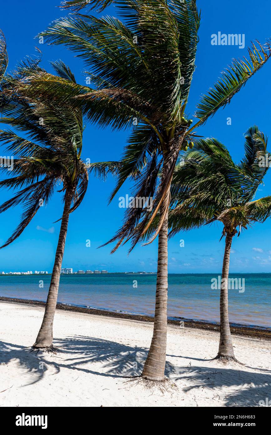 Plage bordée de palmiers à Cancun, Quintana Roo, Mexique Banque D'Images