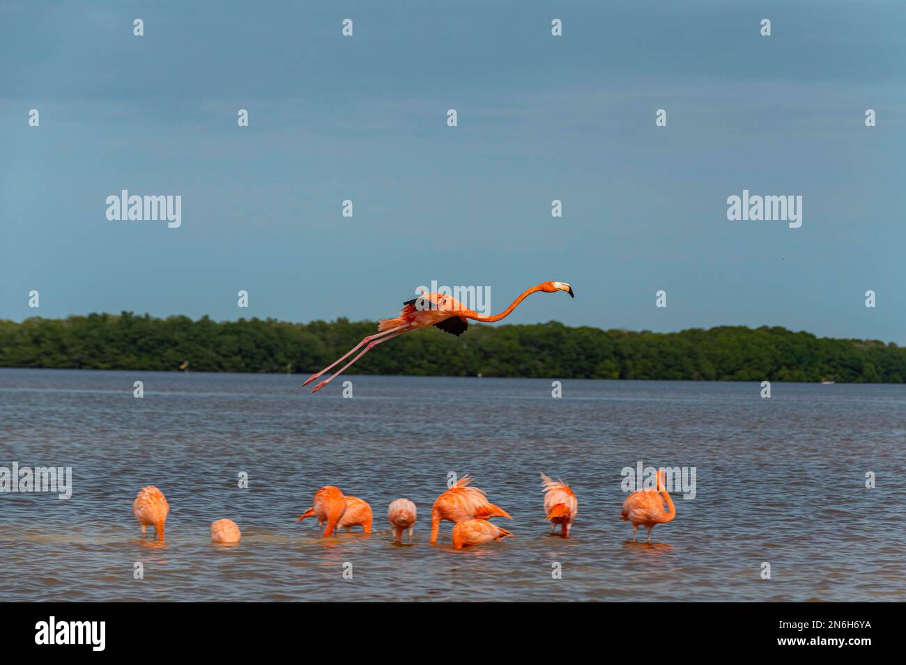 Flamants d'Amérique (Phoenicopterus ruber), Réserve de biosphère de l'UNESCO de Rio Celestun, Yucatan, Mexique Banque D'Images