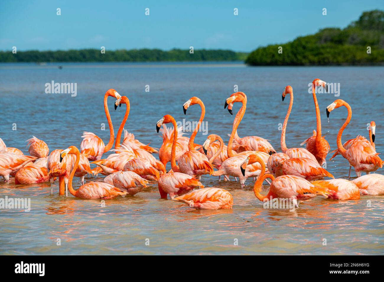 Flamants d'Amérique (Phoenicopterus ruber), Réserve de biosphère de l'UNESCO de Rio Celestun, Yucatan, Mexique Banque D'Images