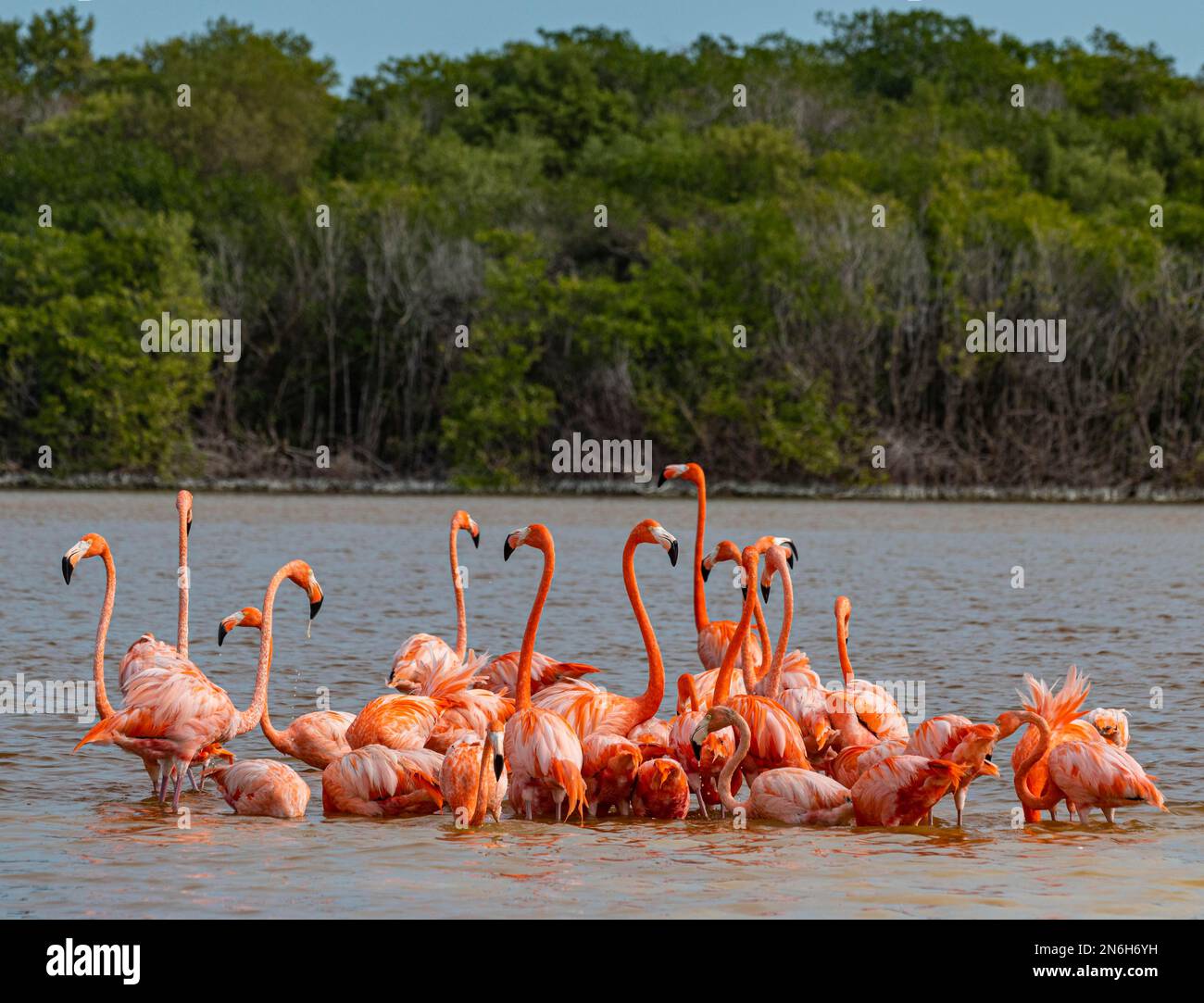 Flamants d'Amérique (Phoenicopterus ruber), Réserve de biosphère de l'UNESCO de Rio Celestun, Yucatan, Mexique Banque D'Images
