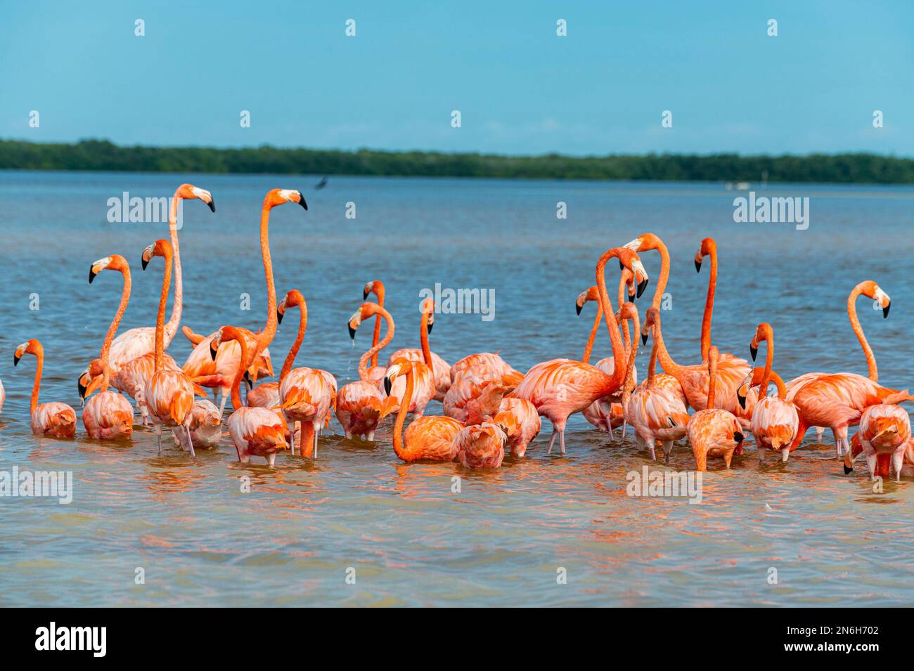 Flamants d'Amérique (Phoenicopterus ruber), Réserve de biosphère de l'UNESCO de Rio Celestun, Yucatan, Mexique Banque D'Images