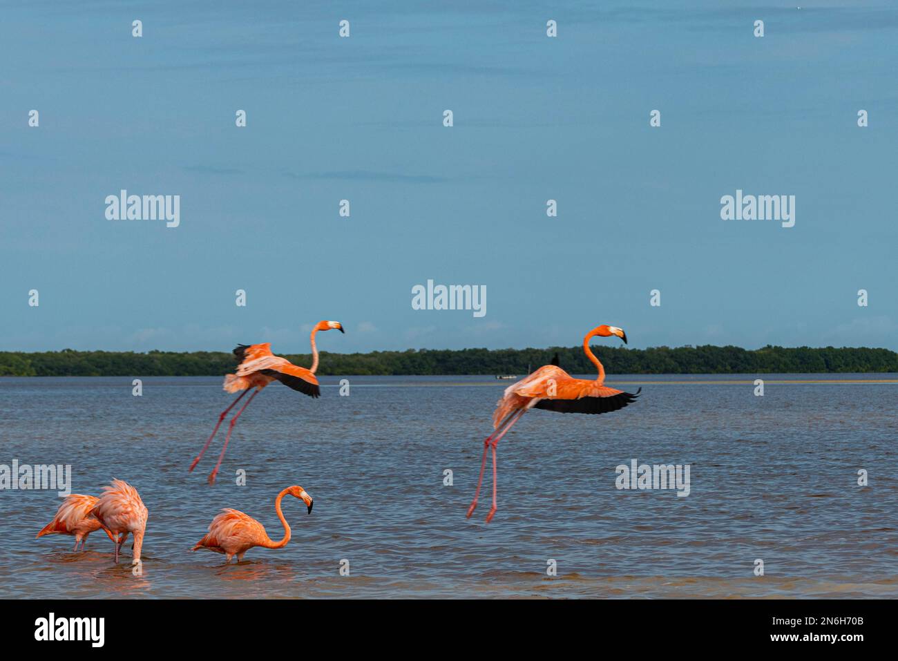Flamants d'Amérique (Phoenicopterus ruber), Réserve de biosphère de l'UNESCO de Rio Celestun, Yucatan, Mexique Banque D'Images